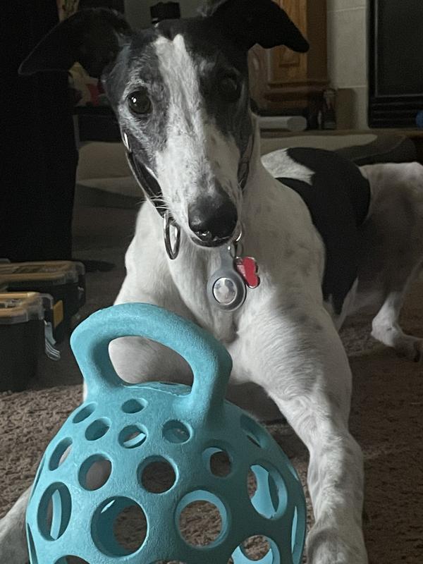 Full size greyhound for scale.