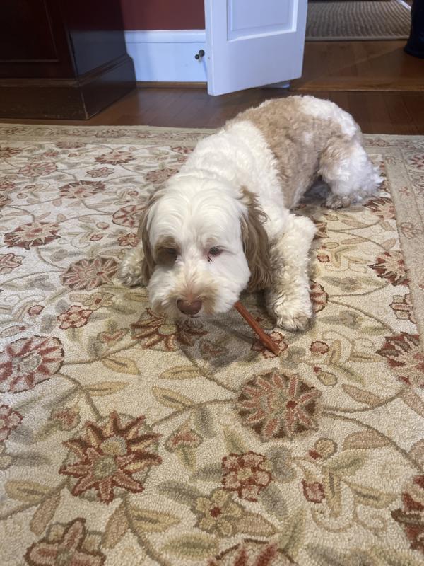 Starts with dog, and treat. Ends in happiness!