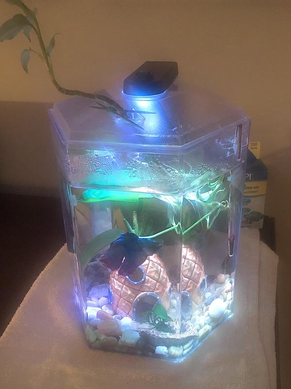  PONDON Fish Tank, 1.7 Gallon Glass Aquarium with Air Pump &  LED Light & Filter, Small Fish Tank for Betta Fish Starter Kit (Black) :  Pet Supplies