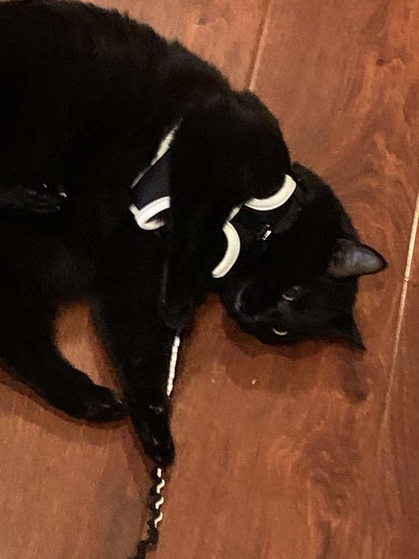 YOULY The Protector Black Reflective Utility Cat Harness, Collar