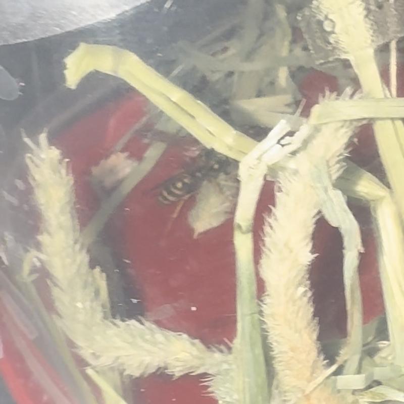 Sorry for bad pictures. It’s screenshots from a video.