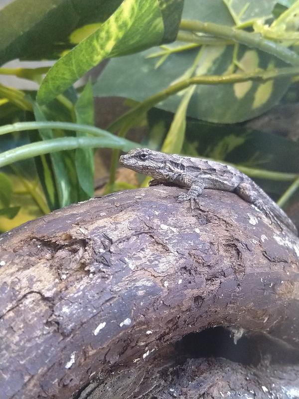 Fornatee (Urosaurus ornatus "Ornate Tree Lizard)
