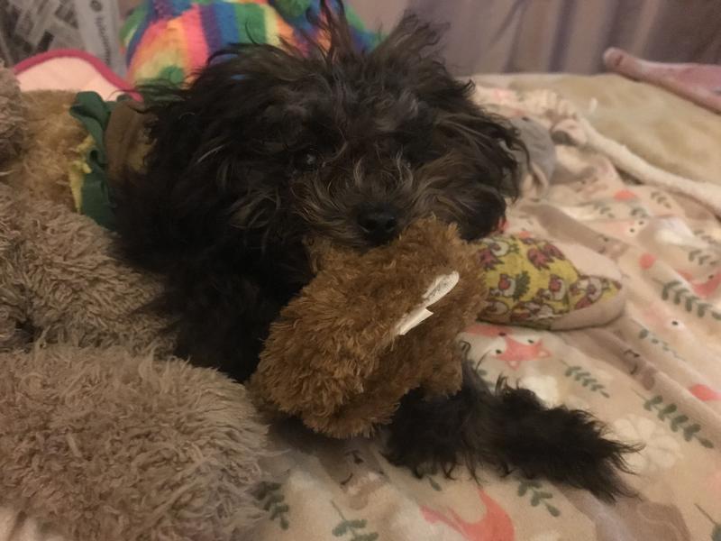 Her little bear