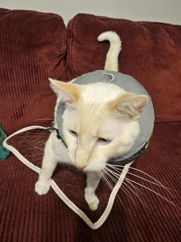 Blow up cat outlet cone