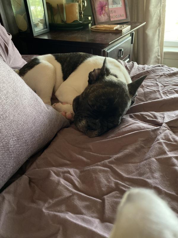 Sir Maverick Wigglebottom sleeping after breakfast