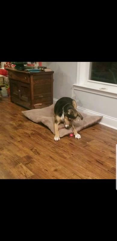 Squeaker out in seconds