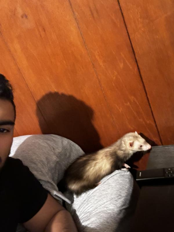 Online clearance ferret store