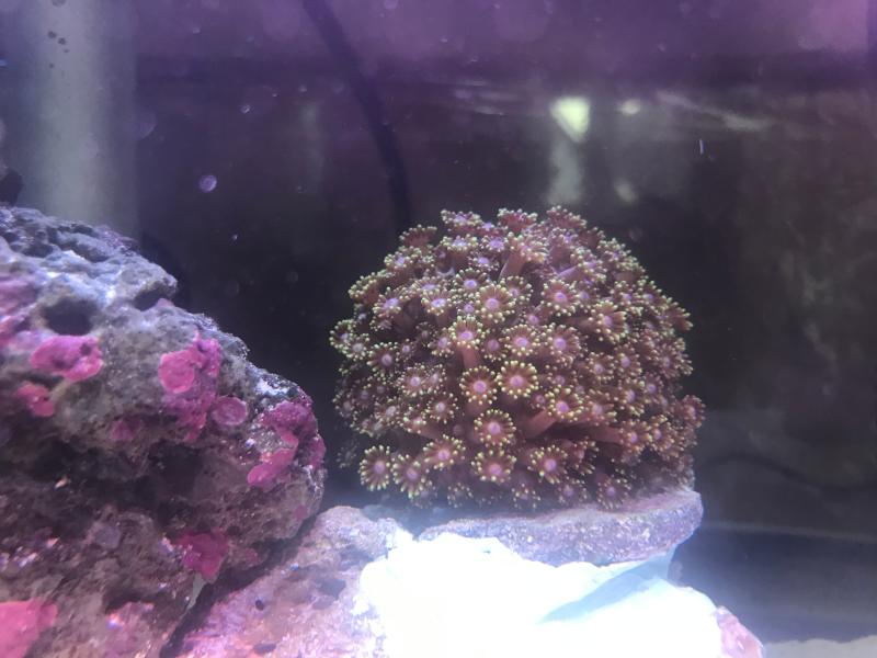 Gorniopora on a glop of epoxy base