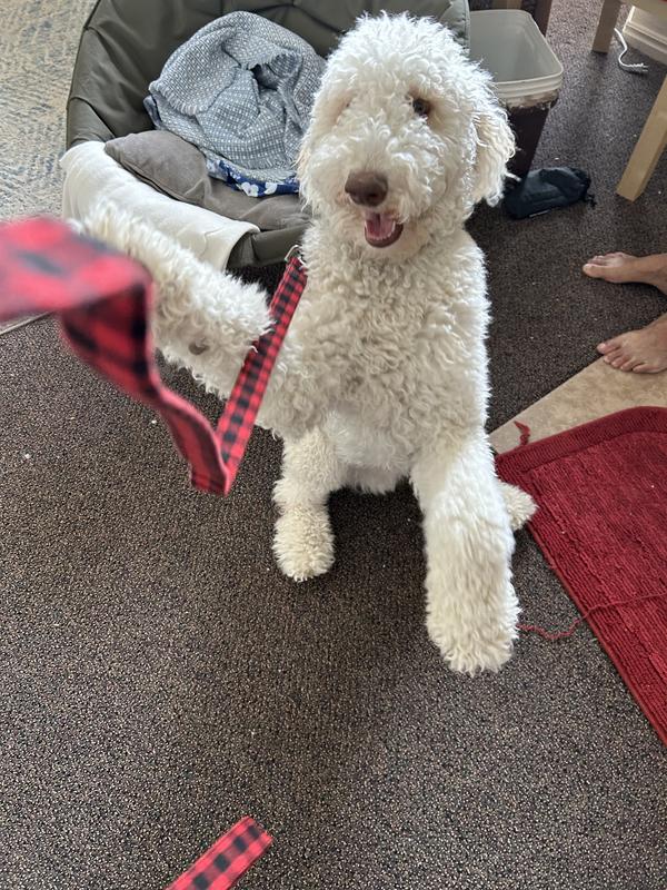 Golden doodle loves it