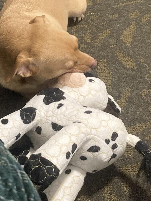 This was one instance of him chewing on the snout, and he still wasn't able to rip into it.