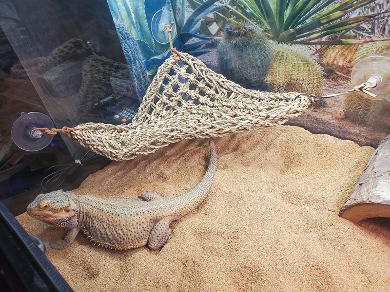 Bearded dragon 2025 hammock petco