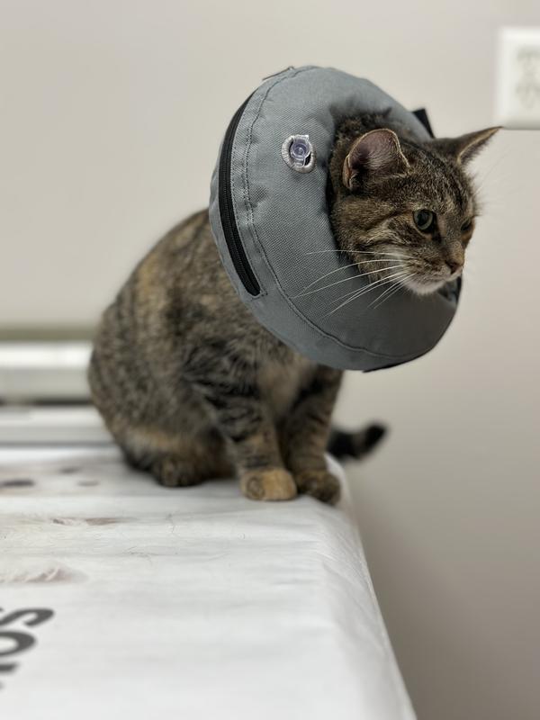 Petco shop cat cone