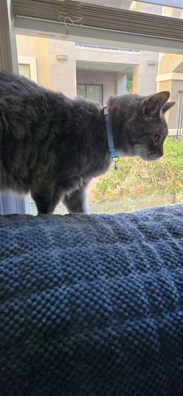 My cat with her new collar.