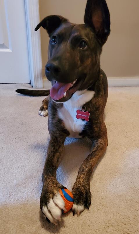 Ashley love her Chuckit ball toy!