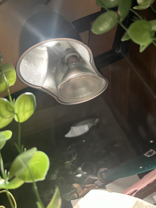 This was after I switched it from the dome it died in.