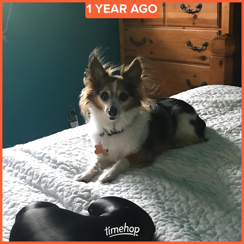 Gizmo James chilling in front of the fan