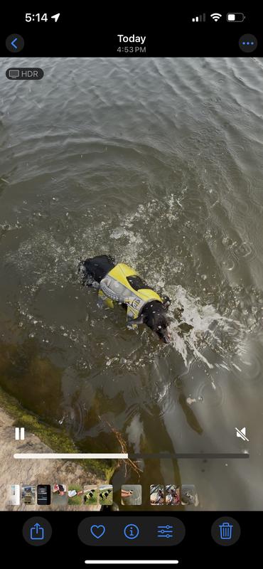 10/10 – would float again.
🌊🐶💛