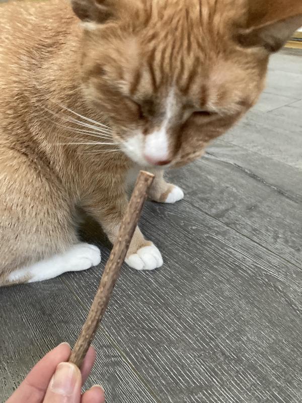 Smelling the stick