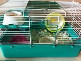 The bowl in the middle is a sand bath for her