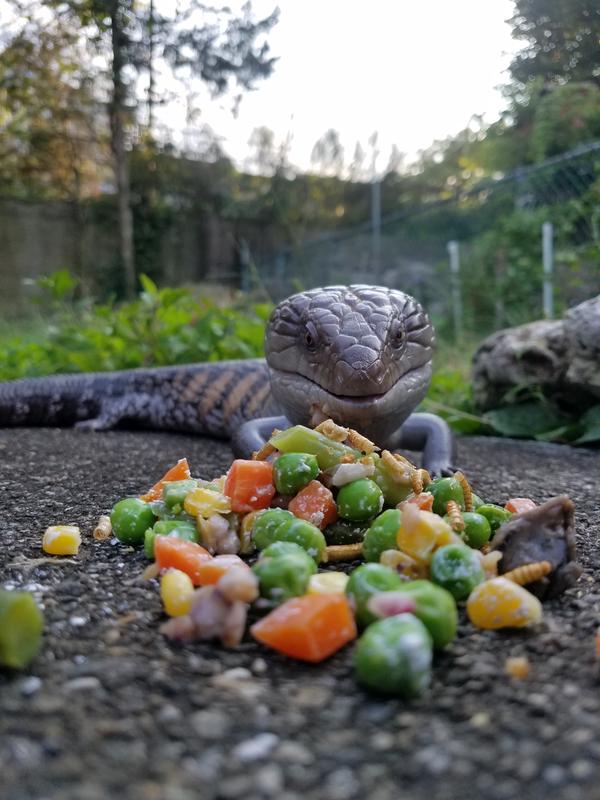 I like to mix these dried worms with vegetables. Makes for a good meal