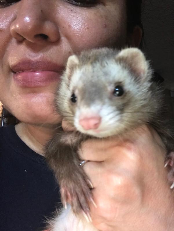 Petco that best sale sells ferrets