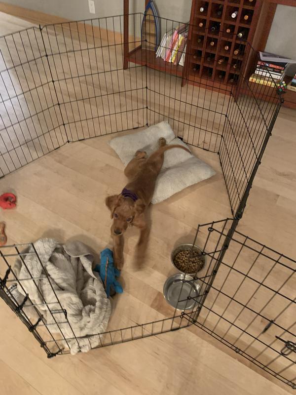 dog exercise pen near me