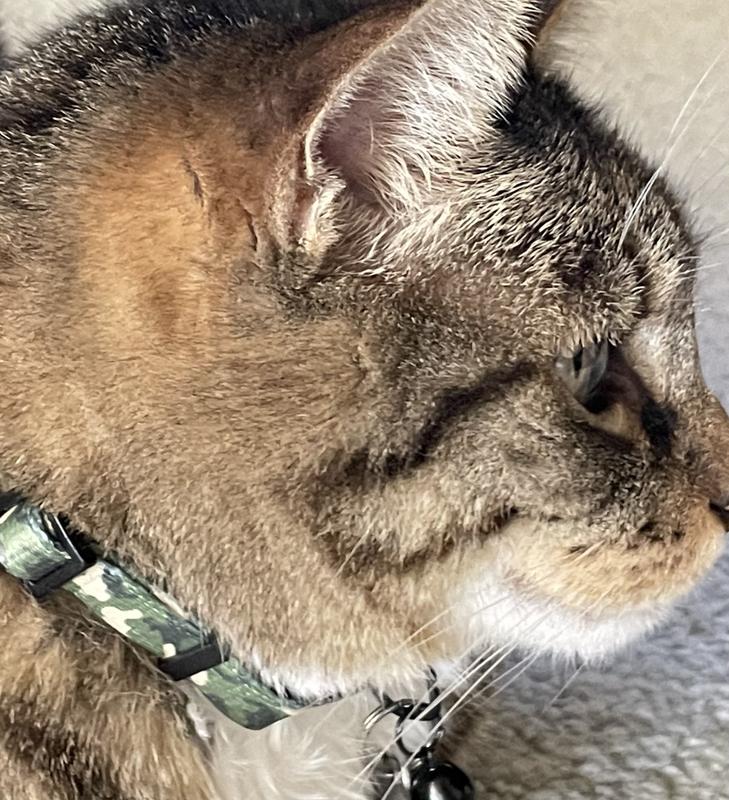Ancol Camouflage Green Cat Collar - Safety Quick Release With Bell, Adjustable Breakaway