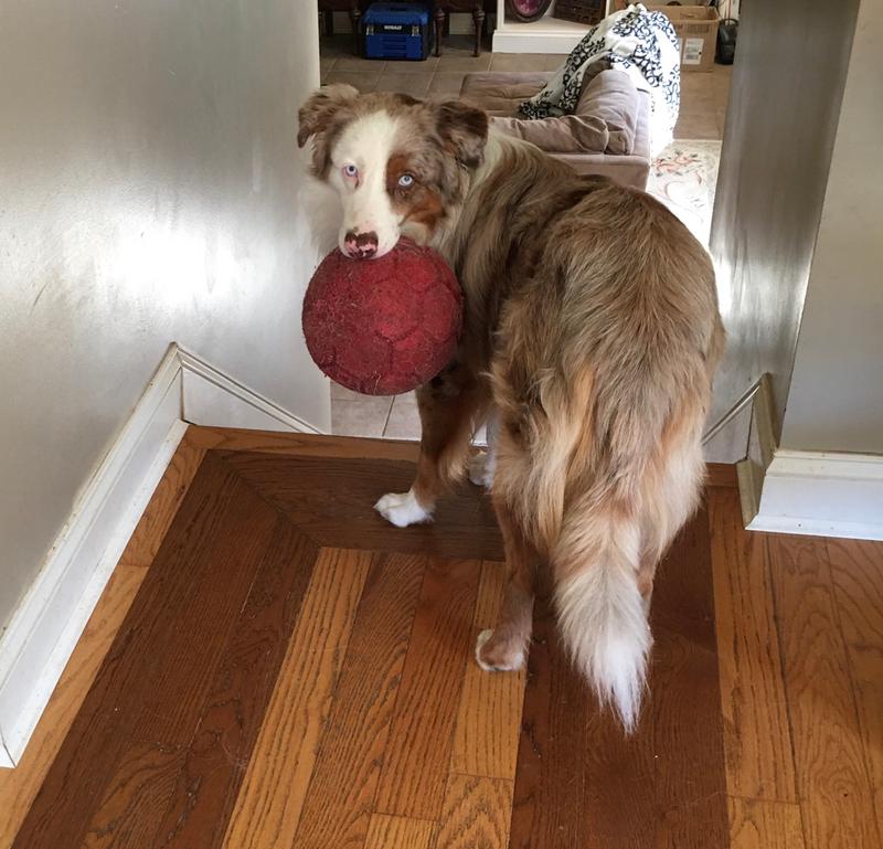 jolly soccer ball petco