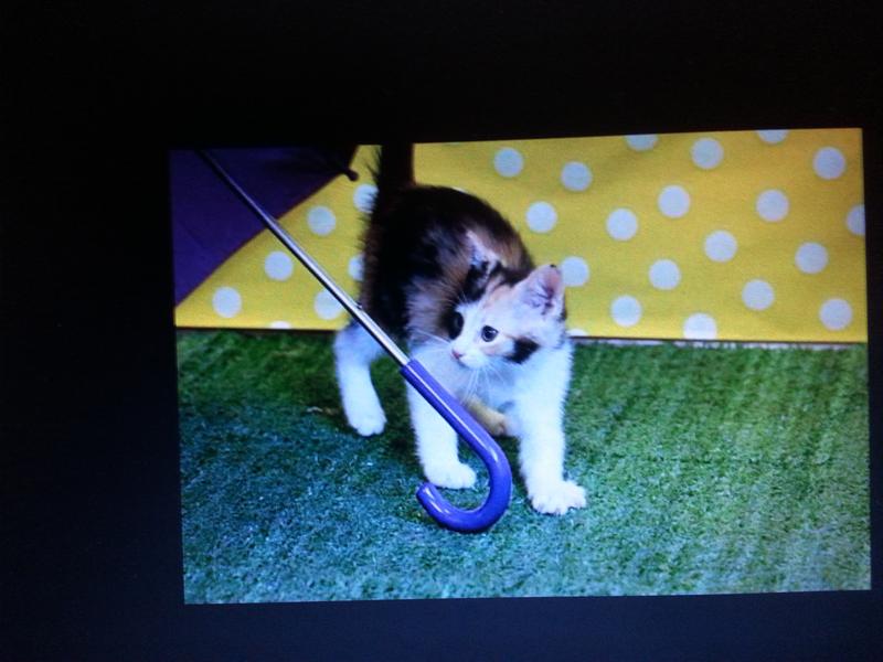 Kong Cat Zoom Groom Brush Petco