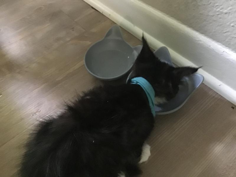 Prince eating his wet food