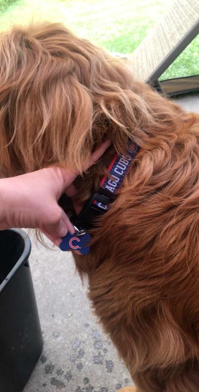 Dog Collar . Chicago Cubs Inspired Dog Collar  1.0 