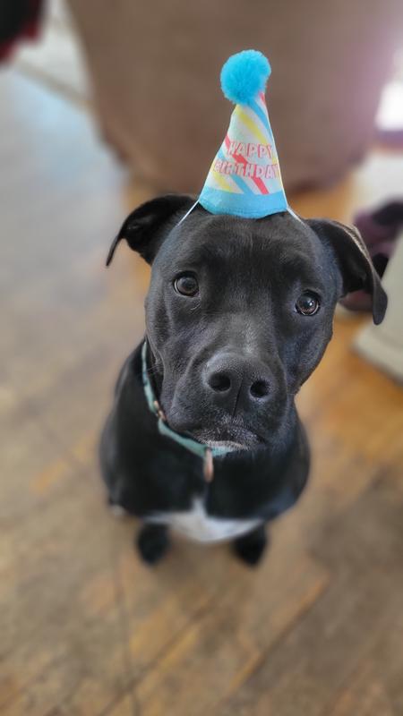 Dog birthday shop hat petco