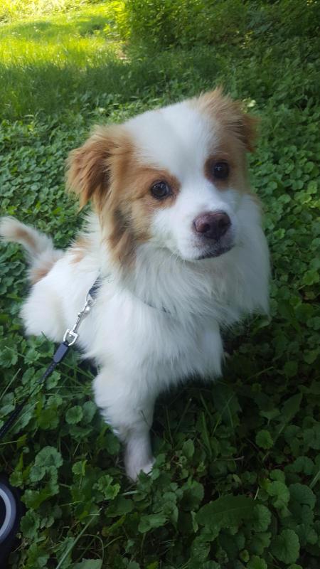Good Boy!