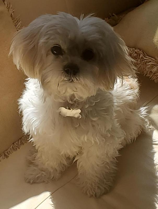 Well & Good Tearless Puppy Shampoo, 16 fl. oz. Petco