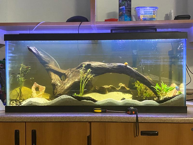 90 gallon aquarium petco