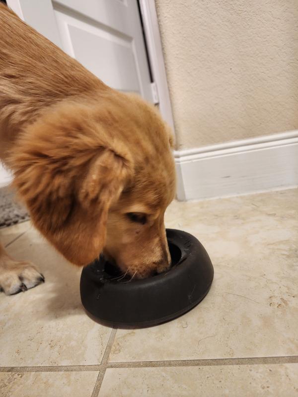 Diy Self Watering Dog Bowl Affordable Price clc.cet.edu