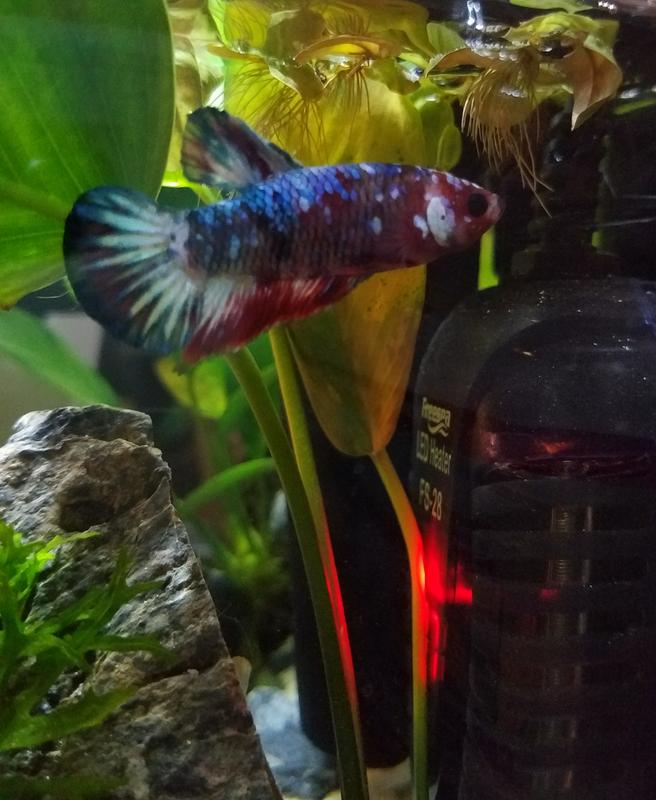 bug bites for betta