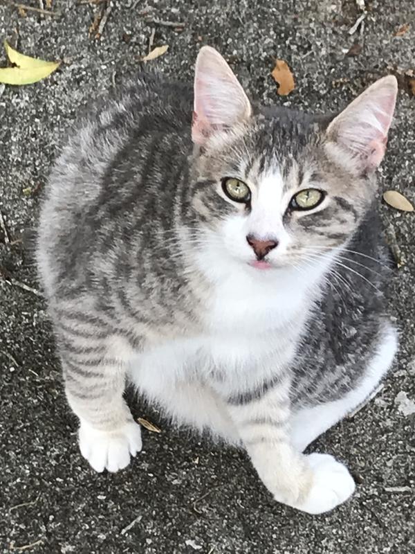 Toby my outdoor kitty who visits