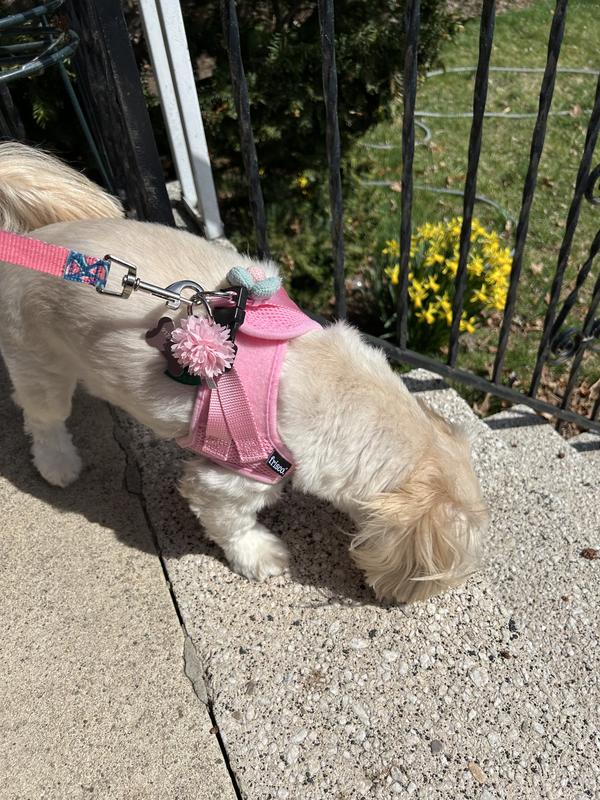 Erin out for a walk with her cute accessories