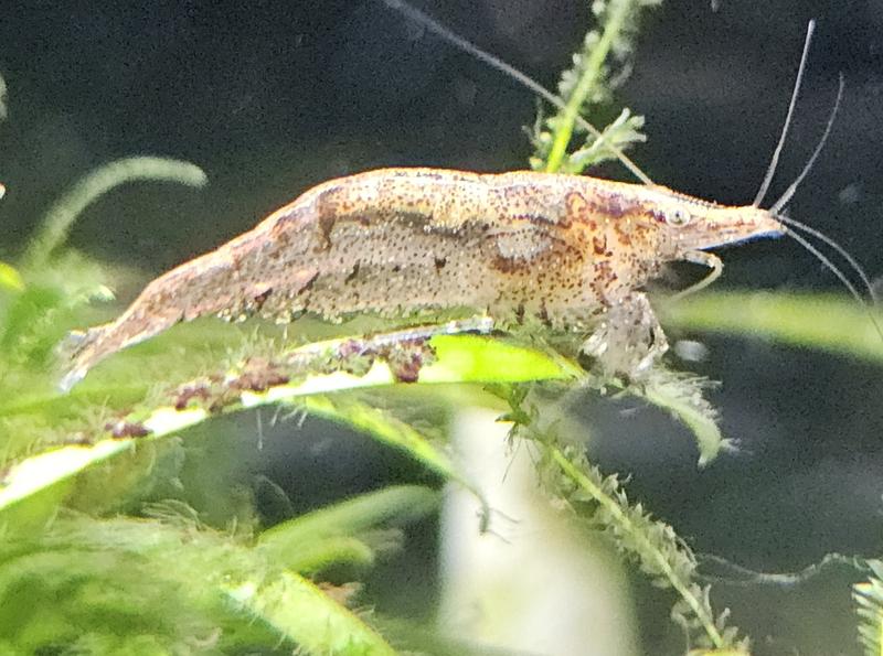 Amano Shrimp for Sale Order Amano Shrimp Online Petco