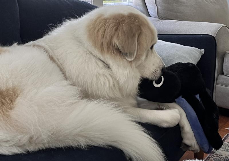 Photo - commentaire&nbsp;4.