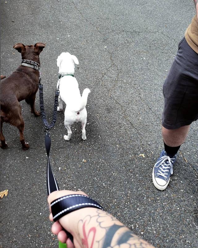 Good2Go Classic Training Dog Collar, Large/XLarge Petco