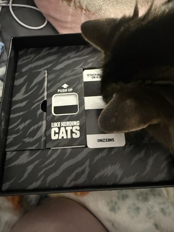 Fun even for cats