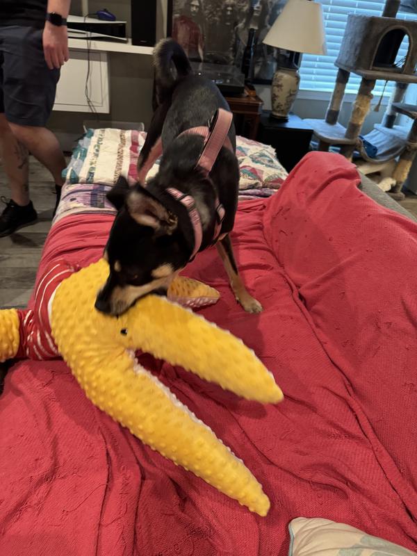 Ruby is about 40 pounds and loves this toy
