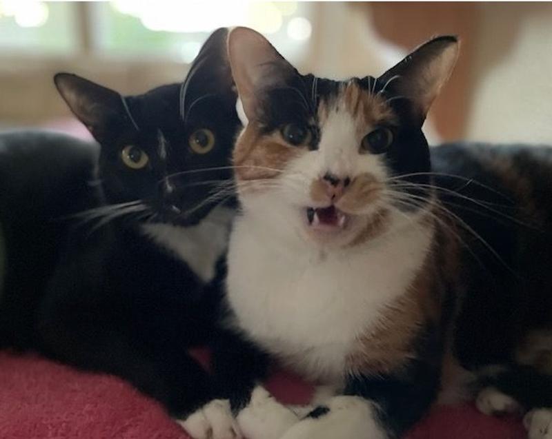 Inky and Sable