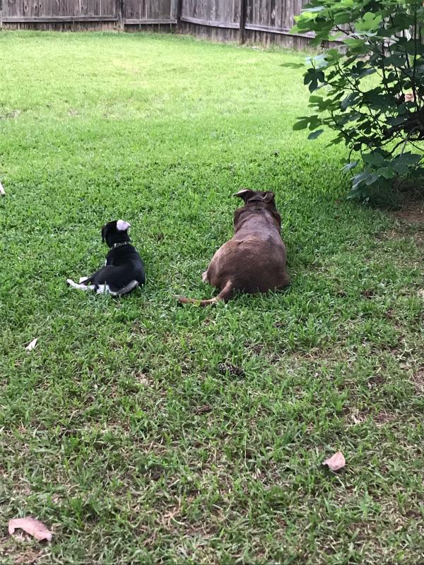 petco insulin syringes