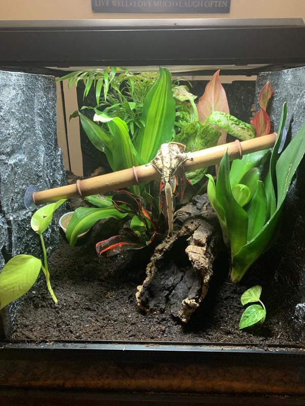 Imagitarium Moss Covered Reptile Hideaway | Petco