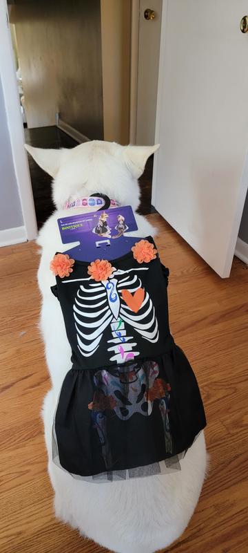 Gratuitous White Shepherd pic showing this costume is NOT meant for a large dog.