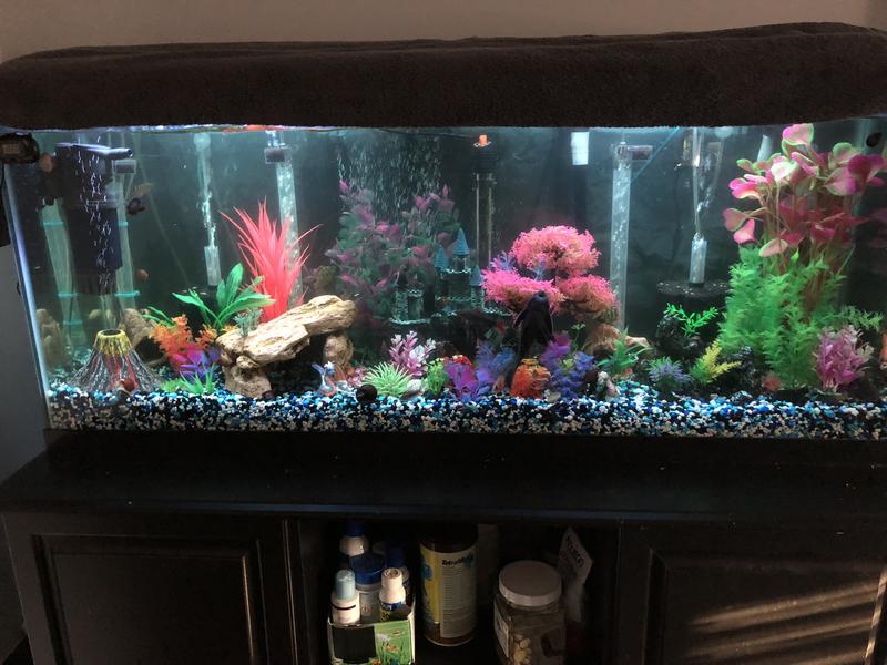 Fluval FX4 Canister Filter | Petco