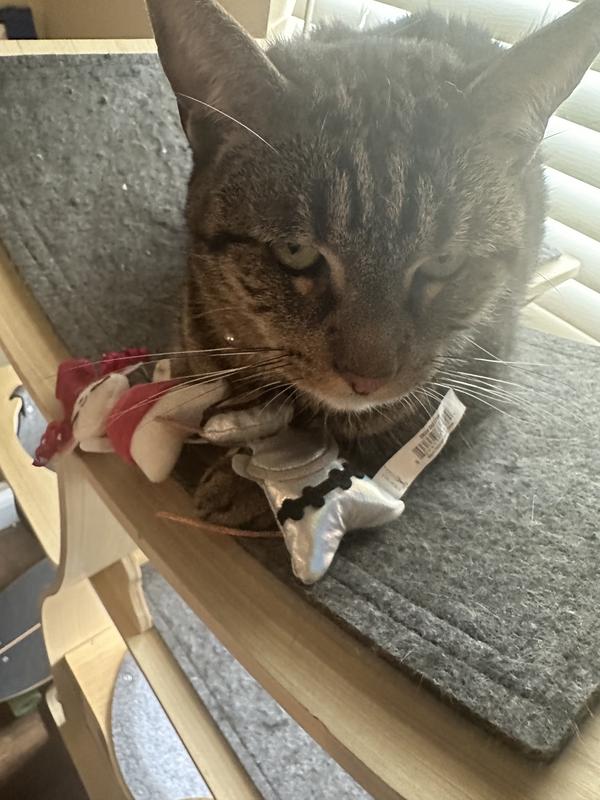 Rocket ended up sleeping on his avant-garde mice.